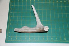Medium Branched Deer Antler Dog Chew 15 / bone chews deer elk treats deer 1027
