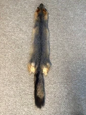 Tanned Gray Fox Pelt Hide 48" From Nose to Tail End