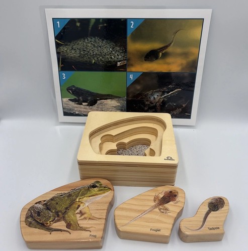Montessori Science Toys Life Frog Wooden Nesting Realistic Puzzle