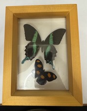 Vintage Butterfly Taxidermy for sale | eBay