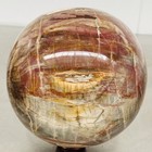 Natural Petrified Wood Polished Stone Quartz Crystal Sphere Ball Healing 3600G — photo 5