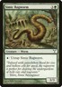 Dissension Simic Ragworm MTG Magic the Gathering NM