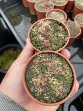 Pygmy Drosera, Mixed Species, 5+ Plants Per Pot, 2 Pots Posted Potted