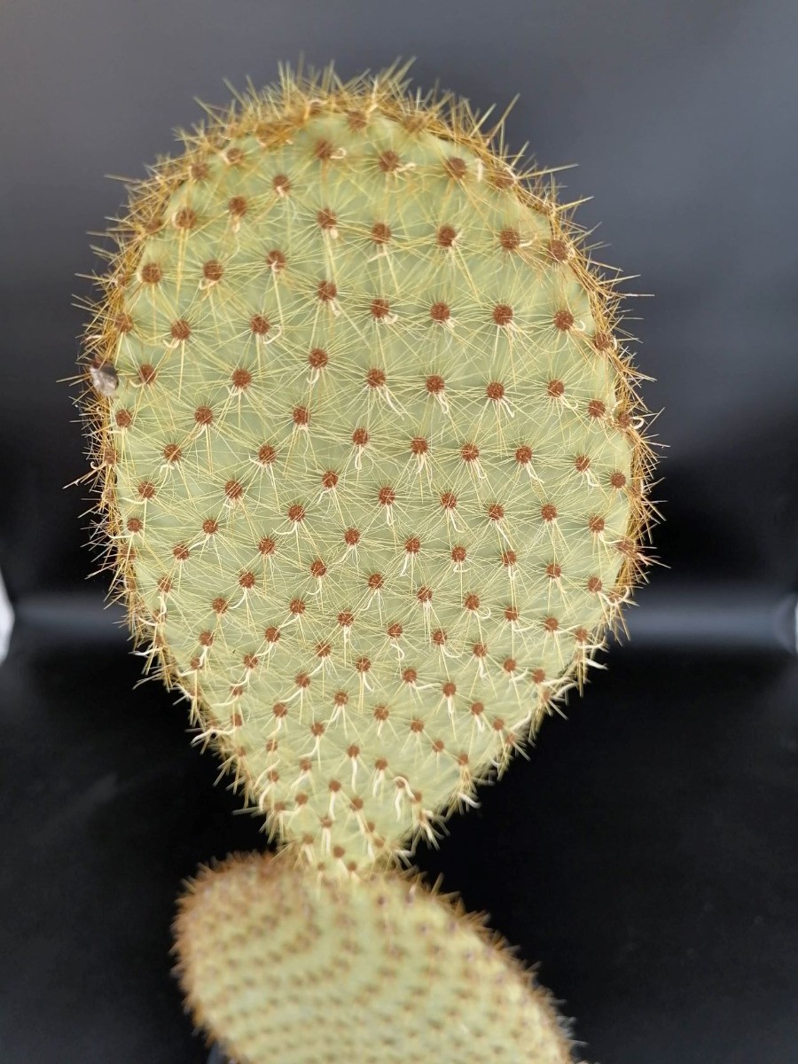 Opuntia scheerii cactée architecturale de collection pot de 2,9L pour design extérieur