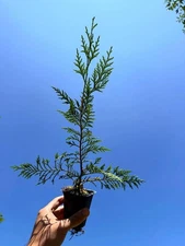 Murray Leyland Cypress Tree (Cupressocyparis leylandii ‘Murray’) - 2.5 Inch Pot
