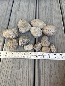 12 Unpolished Petoskey Stones  2.11 Pounds