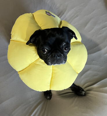 Pet E-Collar Yellow Flower, Soft and Adjustable M/L 5  Hole Maximum