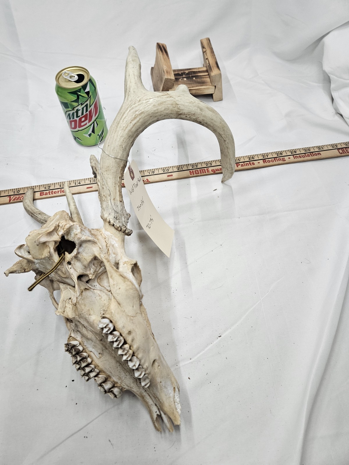 Wild Freak 6 Point Whitetail Deer Antler Rack Horn Skull European Mount Man Cave