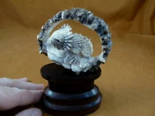 liz-13 baby Horned Lizard of shed ANTLER figurine Bali detailed carving lizards