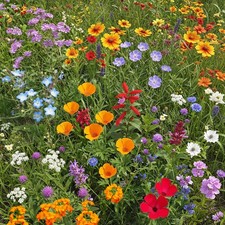 Wildflower Seeds Cool Season Mix, NonGMO, Full Sun 1 lb Pack 50.92 per gallon