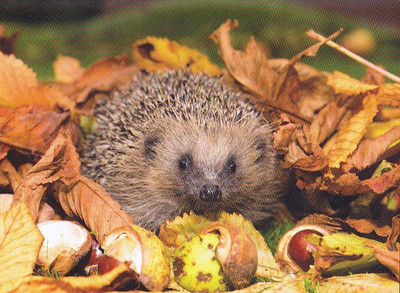 Wildlife *** Zoo Postkarte *  IGEL * HEDGEHOG   *  Postcard  # 4A