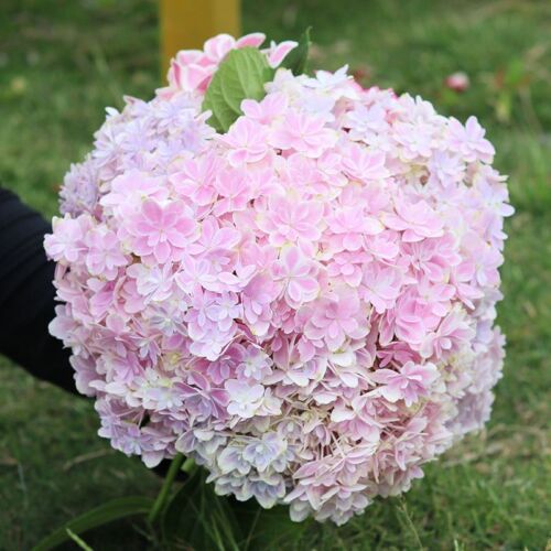 20Pcs EXOTIC RARE HYDRANGEA SEEDS for garden flower beds plant bush seeds - Picture 14 of 43