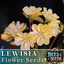 Golden Yellow Lewisia Seeds 35 or 100 Seeds Flower, Flower Seeds, Non GMO Garden