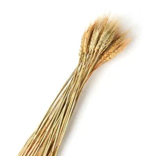 Factory Direct Craft Natural Dried Wheat Bundle | 2 Pieces