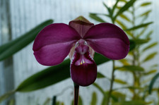 Phragmipedium kovachii