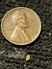 1955 D Wheat Penny W / DDO “LIBERTY”