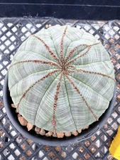 Euphorbia Obesa Succulent Plant Large! 4” Pot