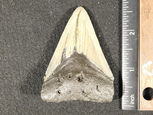 Larger! 100% Natural MEGALODON Shark Tooth Fossil 52.5gr - Picture 2 of 10