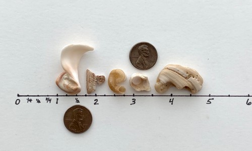 DREAM natural shell fragment letters beach seashells craft art word surf tumbled - Imagen 4 de 12