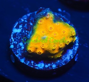 Cornbred's Banana Cyphastrea - Frag - LIVE CORAL