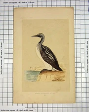 Original Old Antique Print Morris 1851 Bird Ornithology Black-Throated Diver