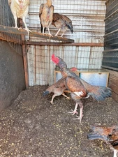 4Asil Pakistani Chicken Hatching eggs