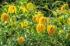 10 YELLOW CLEMATIS Tangutica 'RADAR LOVE' Flower Vine Seeds Flat S/H