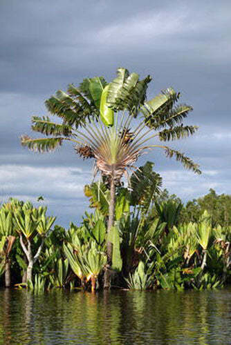 Ravenala Madagascariensis Tree China Manufacturer - China Ravenala