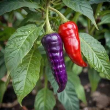 Purple Tiger Hot Pepper 25 Seeds Heirloom Non-GMO