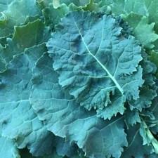 Kale Seeds, Premier Kale Seeds,