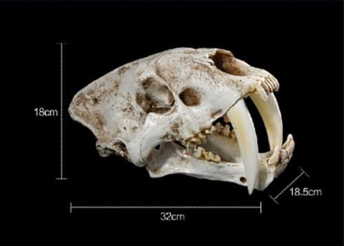 Resin 1:1 simulation Saber Tooth Tiger sabertooth skull Smilodon Fatalis Model - Picture 3 of 4