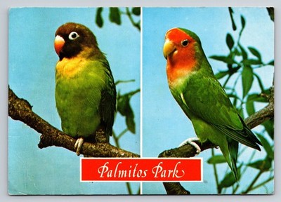 Palmitos Park Gran Canaria Lovebirds Postcard Spain Canary Islands Birds