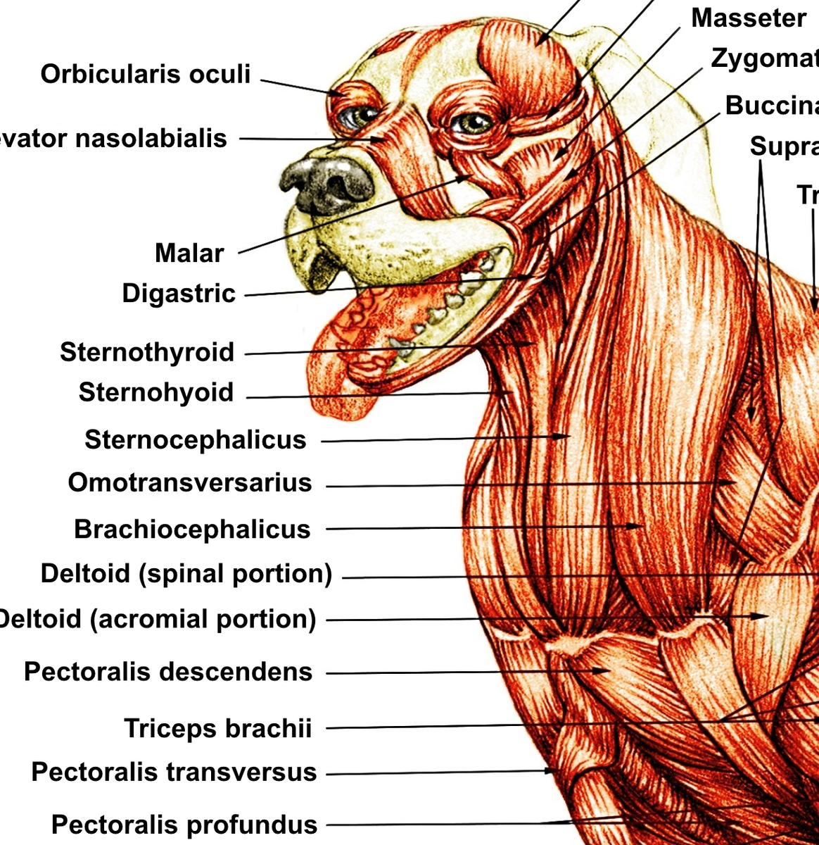 Poster 39x25in Dog muscular Veterinary Canine Anatomy PET Decor Clinic  Laminated