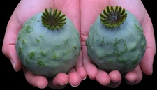 1,000 The Giant - Giganteum P. Somniferum Poppy Seeds -HUGE Pink&Purple Blooms!