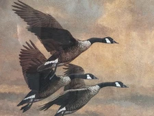 "Canada Geese In Flight" Print, Christopher Forrest 1981, Wildlife Art Gifts