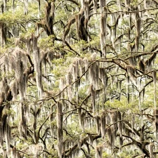 Spanish Moss in the Bayou - 18"x46" Hydrographic Film Hydro Dipping