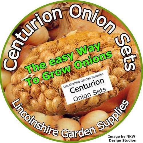 CENTURION Onion Sets Spring Planting (Very Easy To Grow) eBay