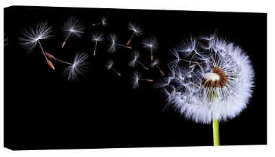 Epic Graffiti ''Flying Dandelion'' Giclee Canvas Wall Art