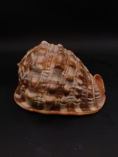 Large 141mm cypraeacassis rufa helmet sea shell. Red bullmouth cassis #16520