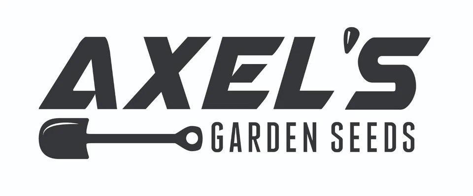 Sunflower Seeds - Perennial Heirloom Abundant Blooms, Free Shipping, Maximilian - Image 3 of 3