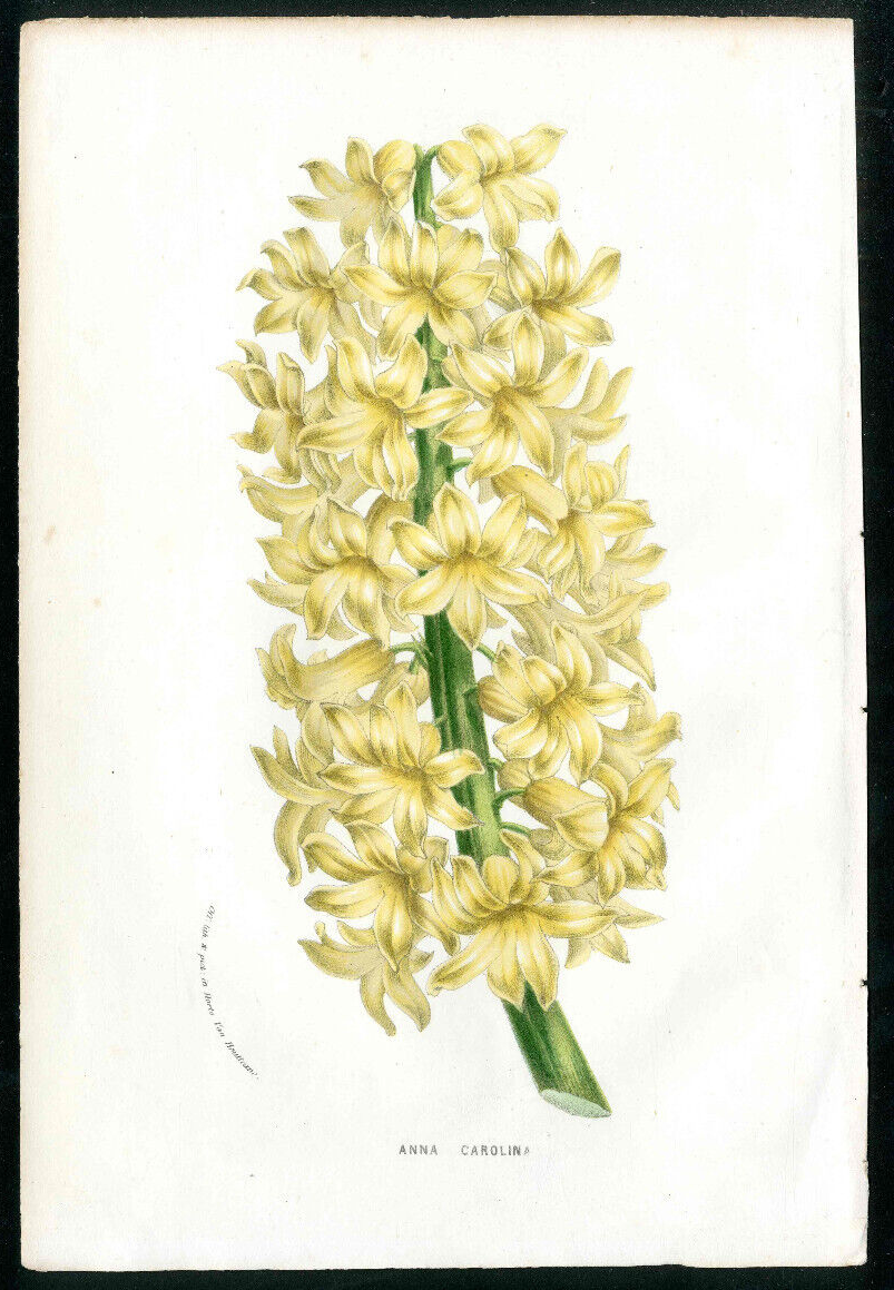 1847 Van Houtte Flore Serres de Jardins Yellow, Pink Hyacinth, 2