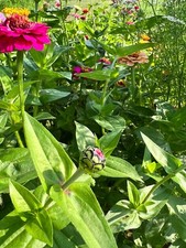 Dried zinnia petals for DIY projects Zinnia for tea Cosmetics