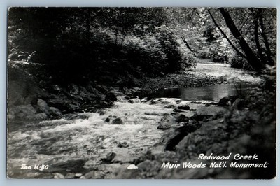 1954 Redwood Creek Muir Woods Nat'l Monument Berkeley CA RPPC Photo Postcard