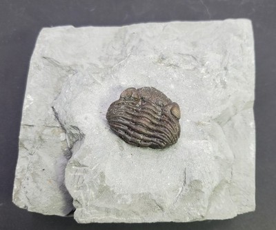 On matrix Enrolled Devonian Eldredgeops Fossil Trilobite Silica Shale Ohio
