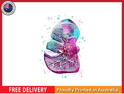 NEW (LAMINATED) ANATOMICAL LIVER HUMAN  (61X91CM) MEDICAL CHART PICTURE PRINT