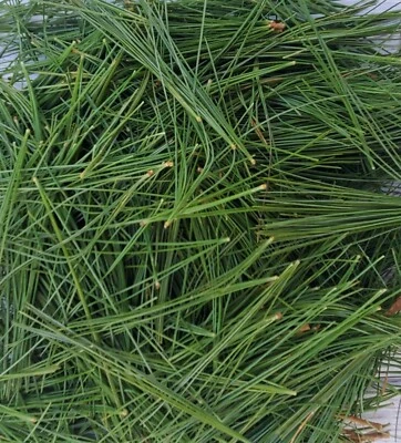 TIN ROOF TREASURE Fresh Eastern White Pine Needles 6"x9" Bag Cooking Teas Tinctures Free Shipping