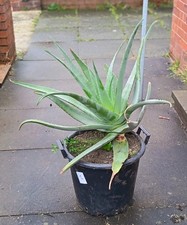Huge Aloe Vera Potted Plant