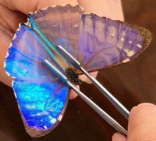 124 Nymphalidae