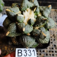 Not taking root- Ariocarpus    -Obregonia denegrii variegate /gardening supplies