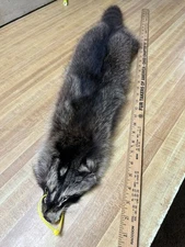 Tanned ( CASED ) Not Split Open Raccoon Hide X Lg. Yellow Id Tag